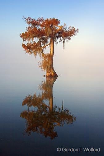 Lone Cypress_26802.jpg - Photographed at Lake Martin in the Cypress Island Preserve near Breaux Bridge, Louisiana, USA.